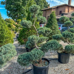 Borievka prostredná (Juniperus media) ´PFITZERIANA GLAUCA´(-30°C) – 150-170cm, kont.C45L – BONSAJ